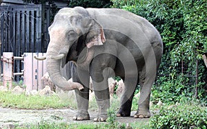 Asian elephant