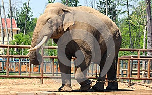 Asian elephant