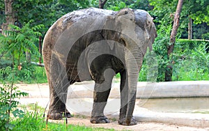 Asian elephant