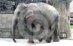 Asian elephant