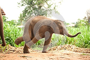 Asian elephant baby dance is joyfully.