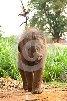 Asian elephant baby is joyfully.