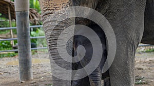 Asian elephant baby with mother, phang nga, Thailand