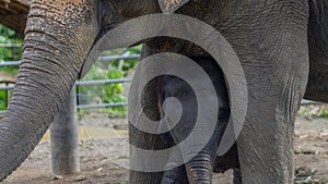 Asian elephant baby with mother, phang nga, Thailand