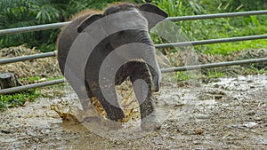 Asian elephant baby playing in muddy water, phang nga, Thailand