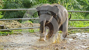 Asian elephant baby playing in muddy water, phang nga, Thailand