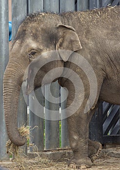 Asian elephant baby is smiling