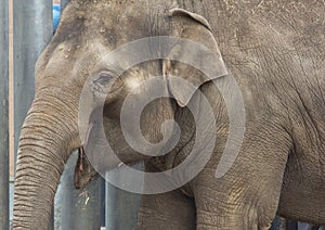 Asian elephant baby is smiling