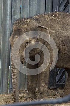 Asian elephant baby is smiling