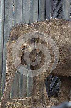 Asian elephant baby is smiling