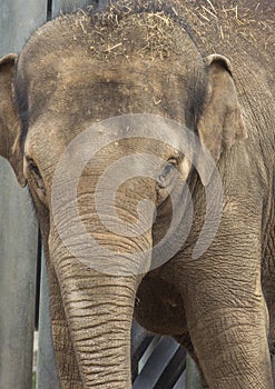 Asian elephant baby is smiling