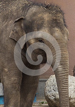 Asian elephant baby is smiling