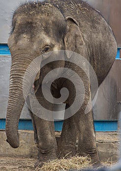 Asian elephant baby is smiling