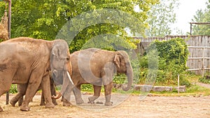 Asian elephant in the beautiful wild Safari Park. Herd of asian elephant family in the park