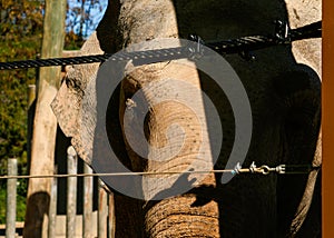 Asian elephant behind a security fence photo