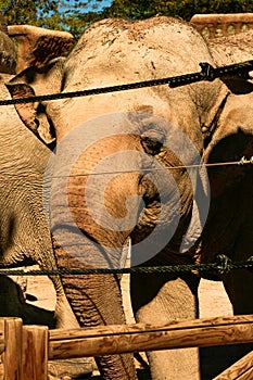 Asian elephant behind a security fence photo