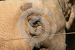 Asian elephant behind a security fence, close up, background photo