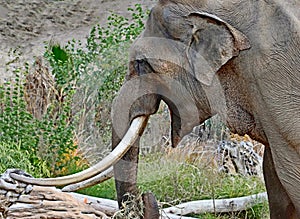 Asian Elephant Bull