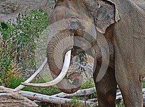 Asian Elephant Bull