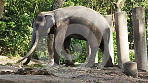 Asian Elephant bull chained during musth or must in HD