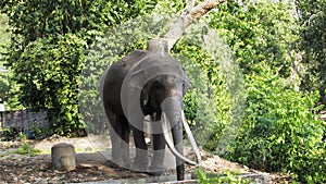 Asian Elephant bull chained during musth or must in HD