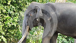 Asian Elephant bull chained during musth or must in HD, camera shot closeup