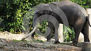 Asian Elephant bull chained during musth or must in HD, panning camera shot closeup