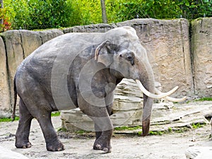 Asian elephant bull in a modern enclosure