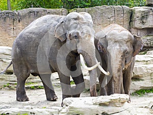 Asian elephant bull in a modern enclosure