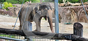 Asian Elephant Busch Gardens