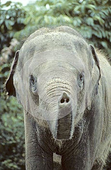 Asian elephant calf