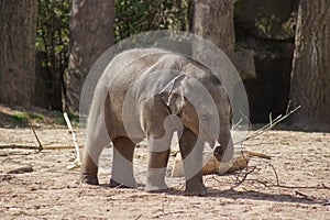 Asian Elephant Calf - Elephas maximus
