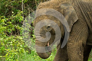 Asian Elephant Calf in woods