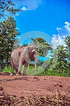 Asian Elephant. Care for an Elephant needing Rest and Recuperation in surin Thailand photo