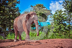 Asian elephant. Care for an Elephant needing Rest and Recuperation in surin Thailand photo