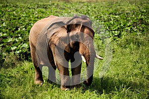Asian elephant, celebrated on World Wildlife Day, thrives in natural habitat