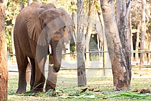 Asian elephant on chain in the zoo