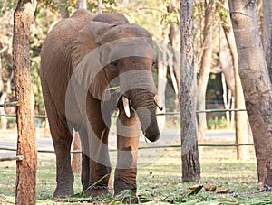 Asian elephant on chain in the zoo