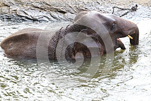 Asian elephant in chains is bathing, cruelty to animals.