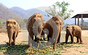 Asian elephant in the Chiang Mai elephant nature park of Thailand