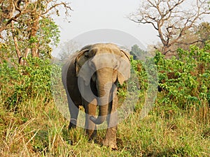 Asian Elephant in Chitwan National Park.