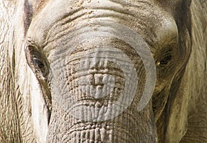 A asian elephant close-up