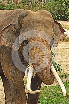 Asian Elephant photo