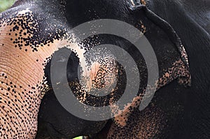 Asian Elephant Close Up in Sri Lanka