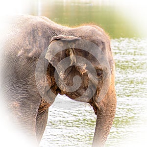 Asian elephant Closeup of the head