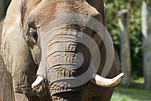 Asian Elephant Closeup - Pachyderm