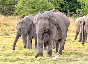 Asian elephant couple at Minnerya, Sri Lanka