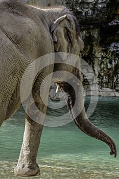 Asian Elephant cow