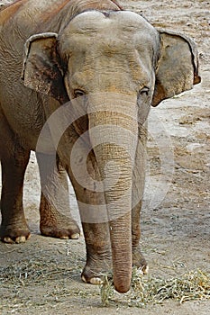 Asian Elephant cow