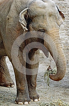 Asian Elephant cow